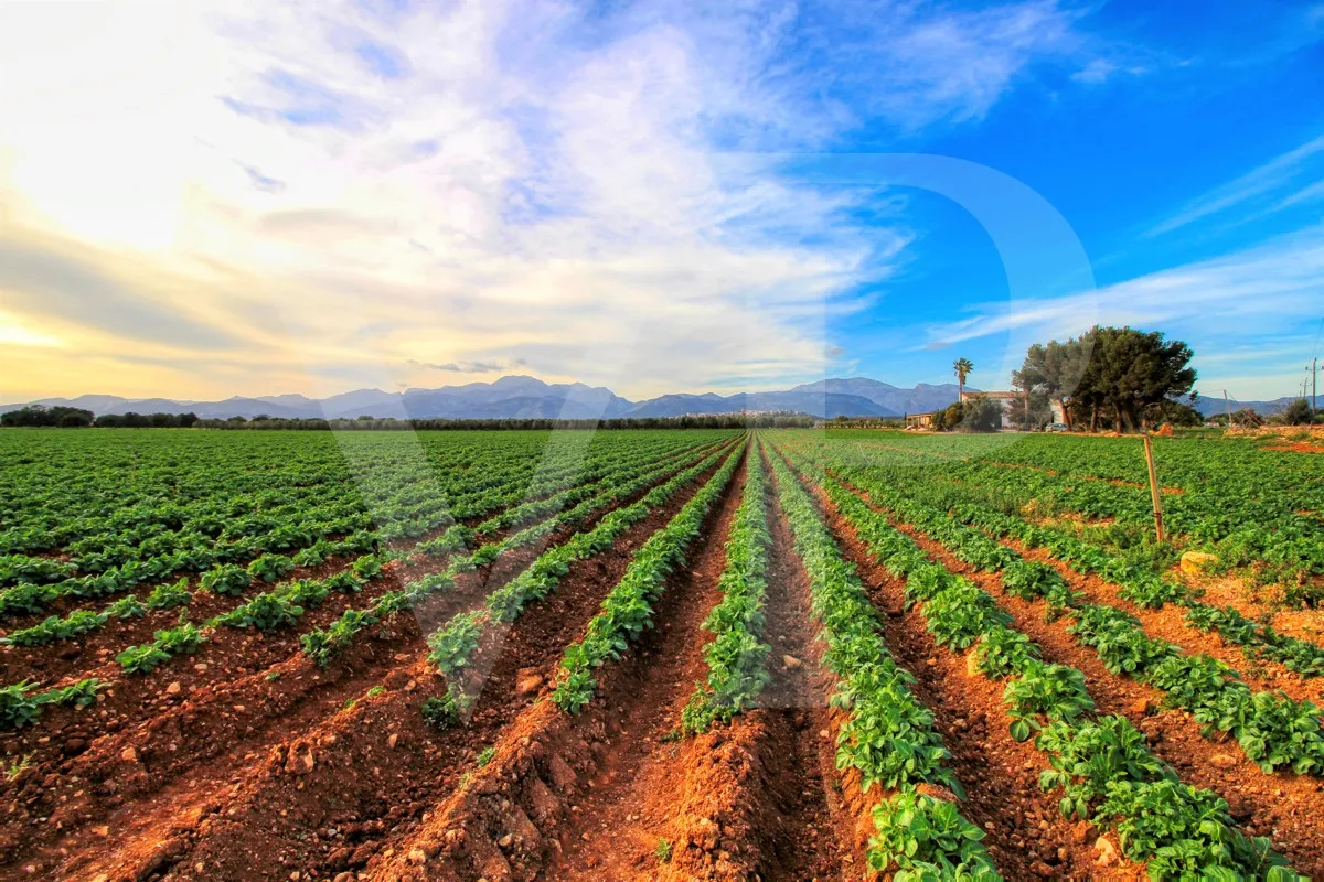 Investition, schöne Finca von fast 11,5 ha. gut gelegen nur 3 km von Búger in Sa Pobla