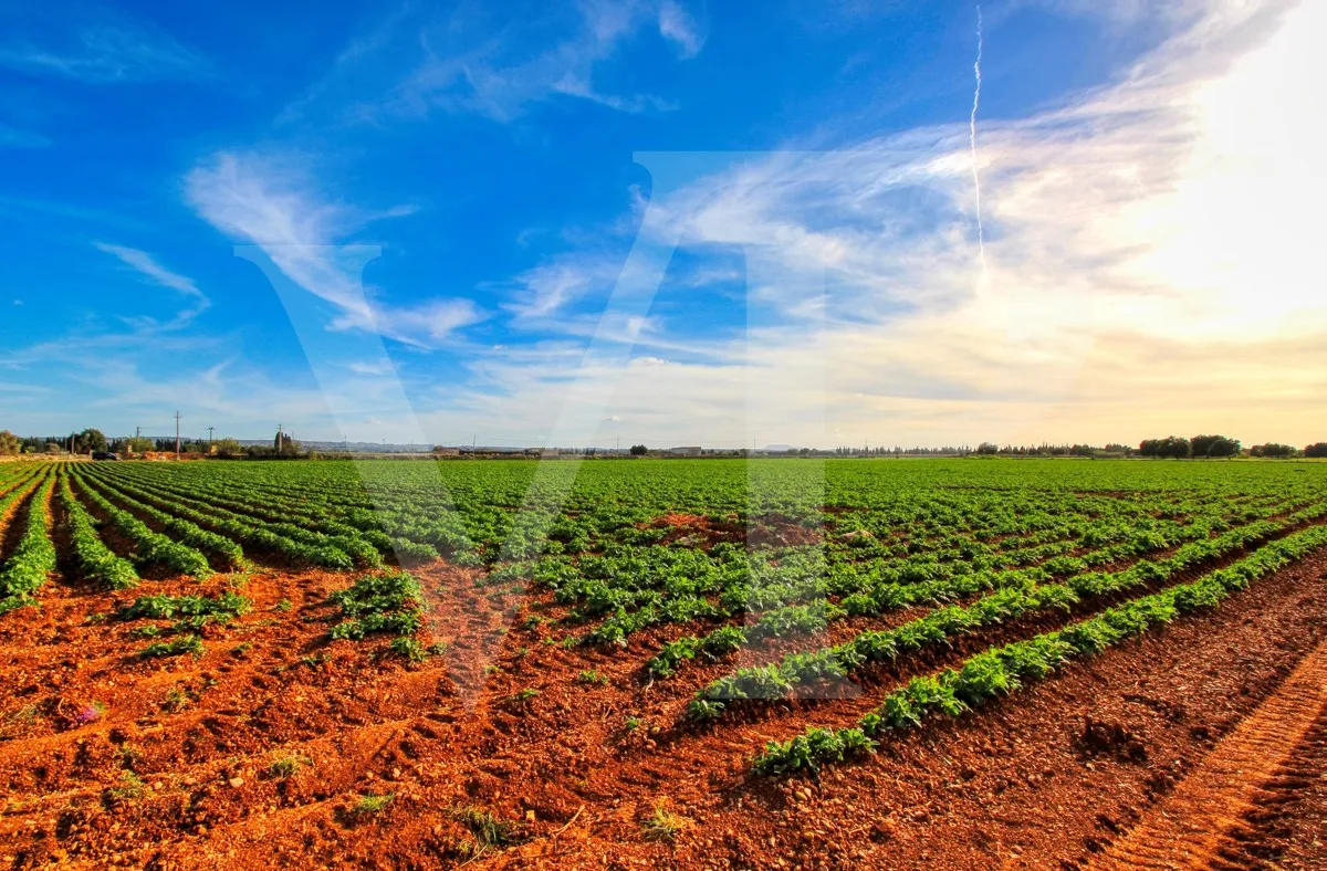 Investition, schöne Finca von fast 11,5 ha. gut gelegen nur 3 km von Búger in Sa Pobla