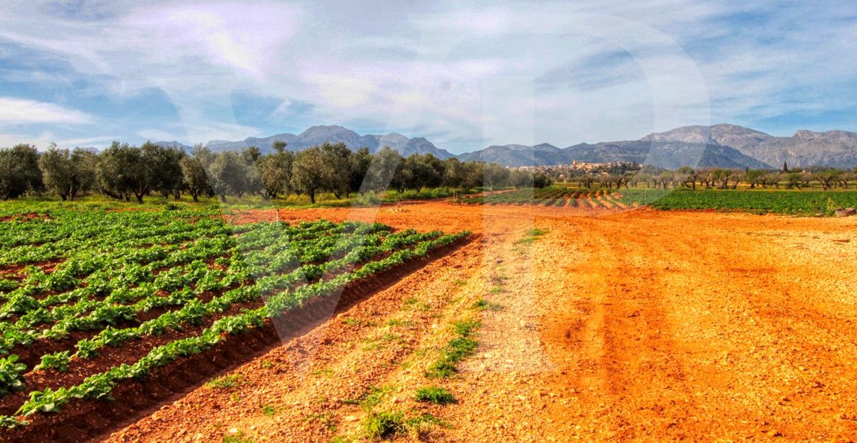 Investition, schöne Finca von fast 11,5 ha. gut gelegen nur 3 km von Búger in Sa Pobla