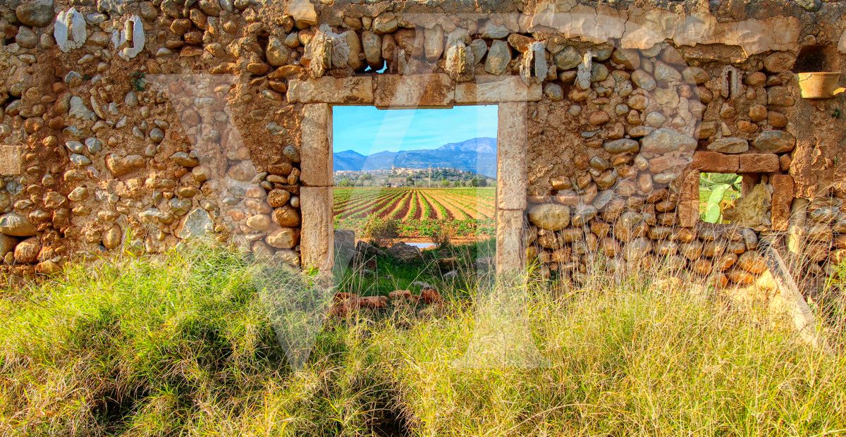 Investition, schöne Finca von fast 11,5 ha. gut gelegen nur 3 km von Búger in Sa Pobla