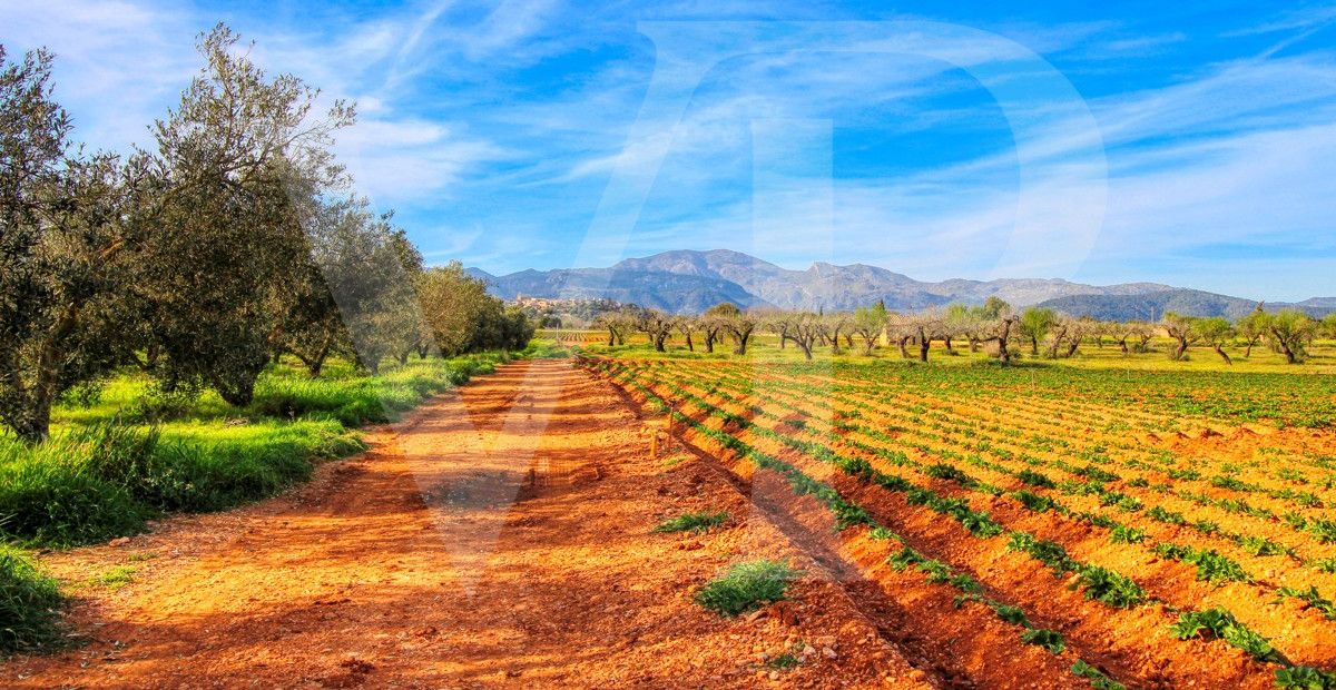 Investition, schöne Finca von fast 11,5 ha. gut gelegen nur 3 km von Búger in Sa Pobla