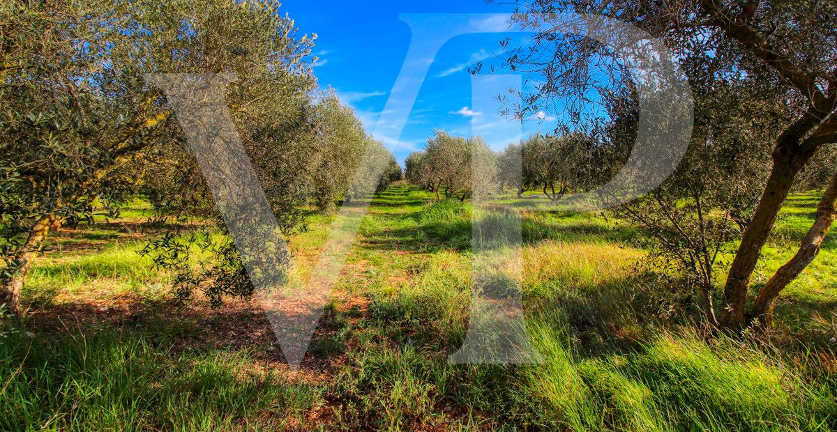 Investition, schöne Finca von fast 11,5 ha. gut gelegen nur 3 km von Búger in Sa Pobla