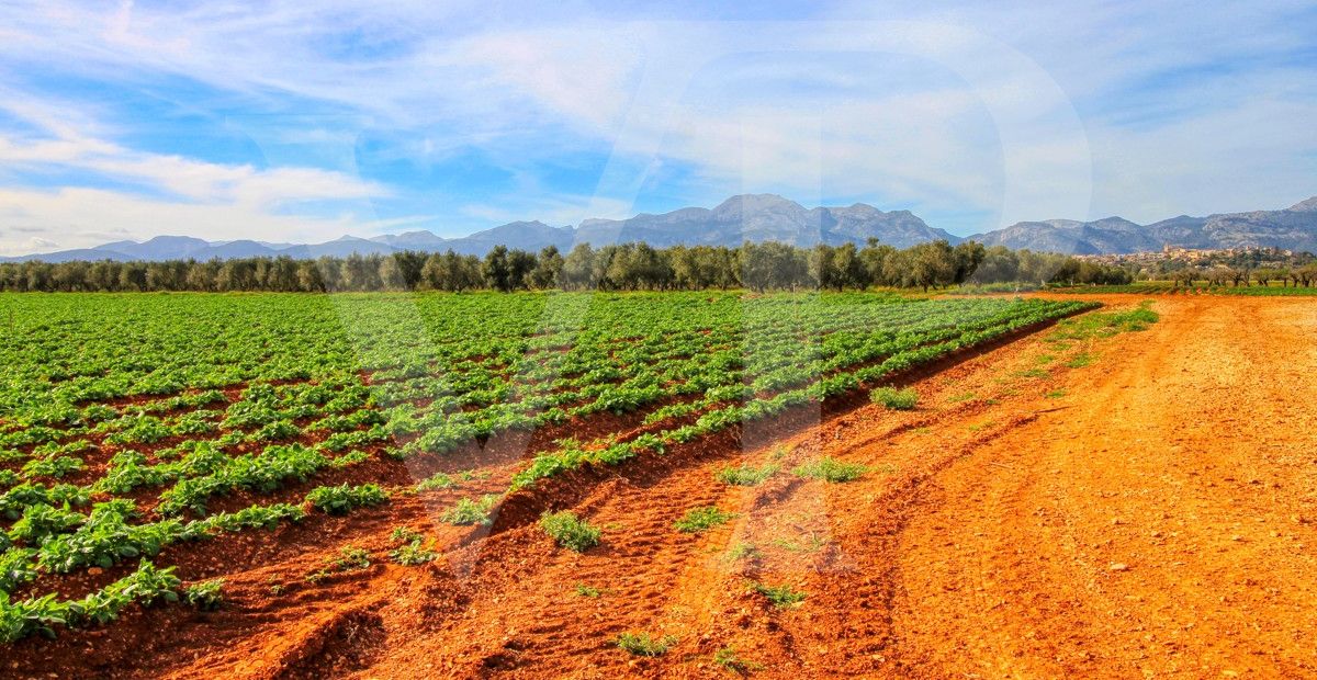 Investition, schöne Finca von fast 11,5 ha. gut gelegen nur 3 km von Búger in Sa Pobla