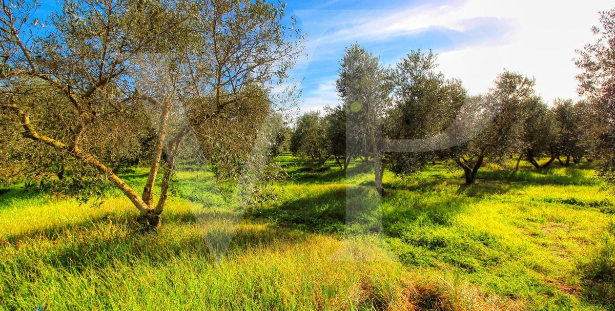 Investition, schöne Finca von fast 11,5 ha. gut gelegen nur 3 km von Búger in Sa Pobla