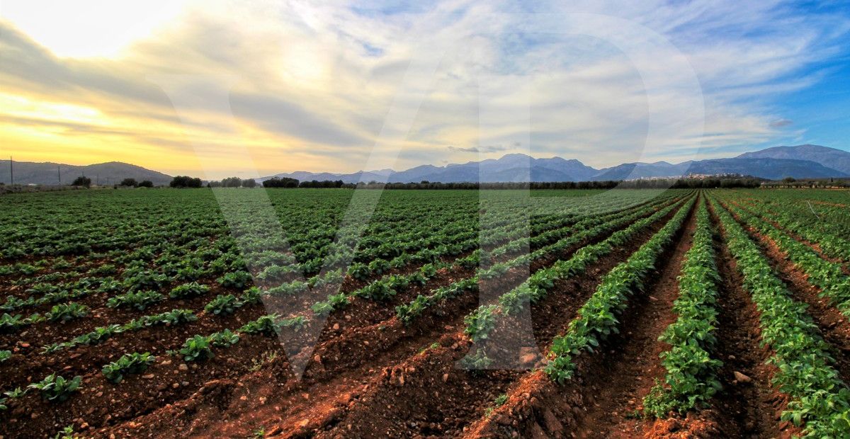 Investition, schöne Finca von fast 11,5 ha. gut gelegen nur 3 km von Búger in Sa Pobla