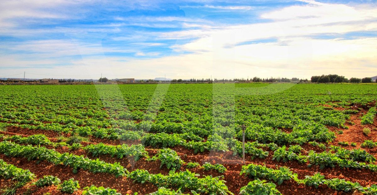 Investition, schöne Finca von fast 11,5 ha. gut gelegen nur 3 km von Búger in Sa Pobla