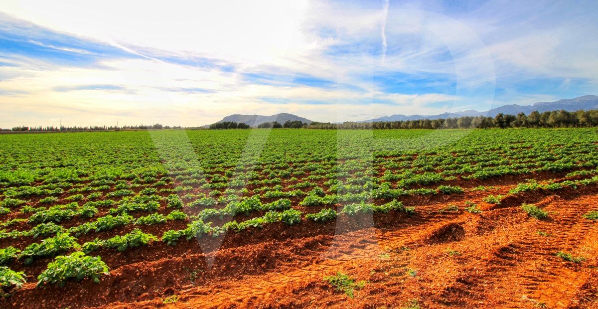 Investition, schöne Finca von fast 11,5 ha. gut gelegen nur 3 km von Búger in Sa Pobla