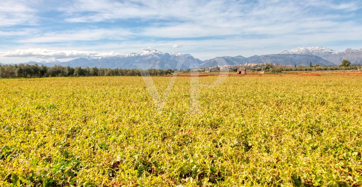 Investition, schöne Finca von fast 11,5 ha. gut gelegen nur 3 km von Búger in Sa Pobla