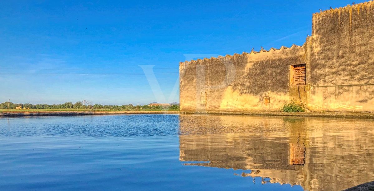Investition, schöne Finca von fast 11,5 ha. gut gelegen nur 3 km von Búger in Sa Pobla
