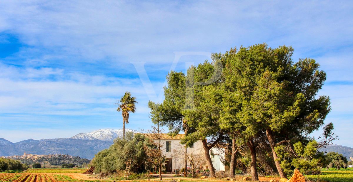 Investition, schöne Finca von fast 11,5 ha. gut gelegen nur 3 km von Búger in Sa Pobla