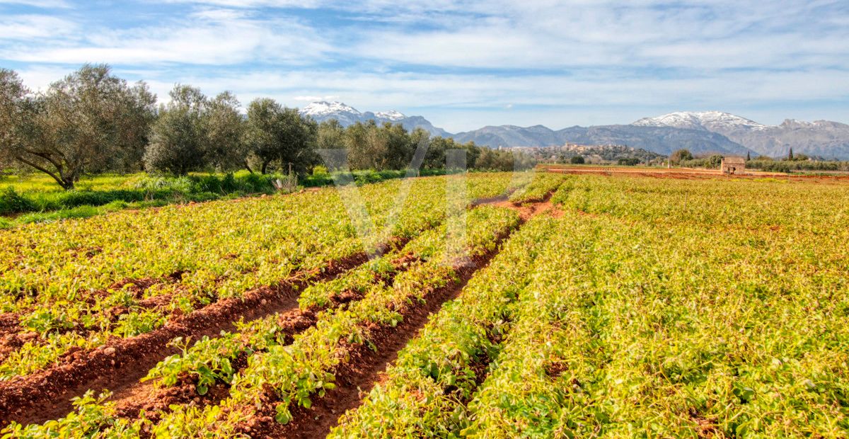 Investition, schöne Finca von fast 11,5 ha. gut gelegen nur 3 km von Búger in Sa Pobla