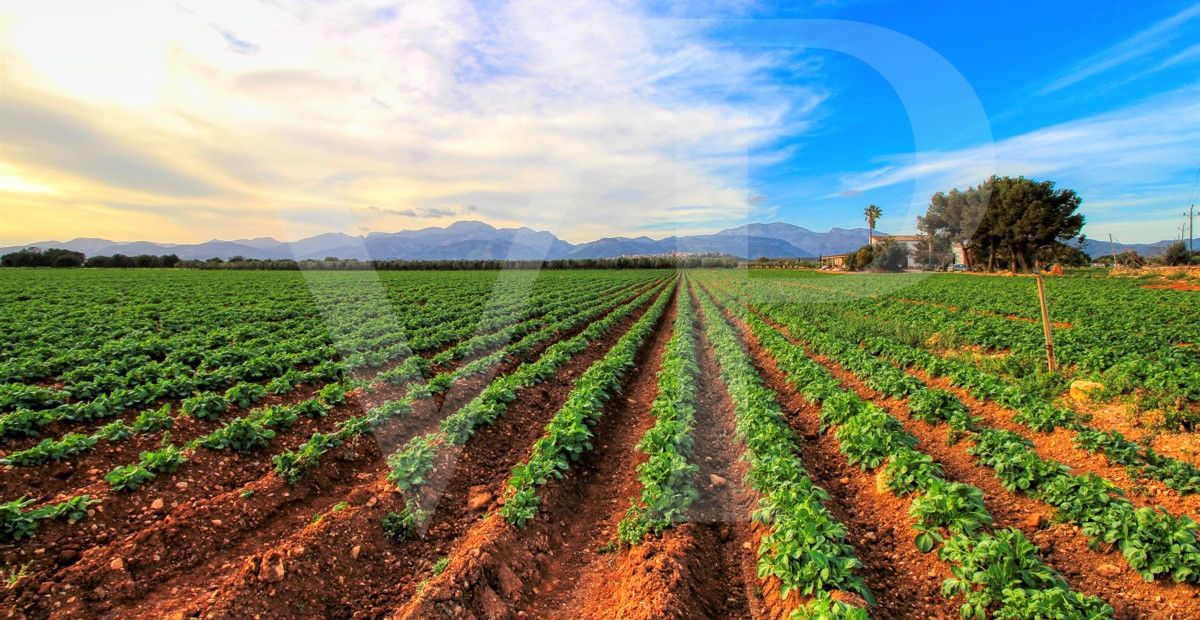 Investition, schöne Finca von fast 11,5 ha. gut gelegen nur 3 km von Búger in Sa Pobla