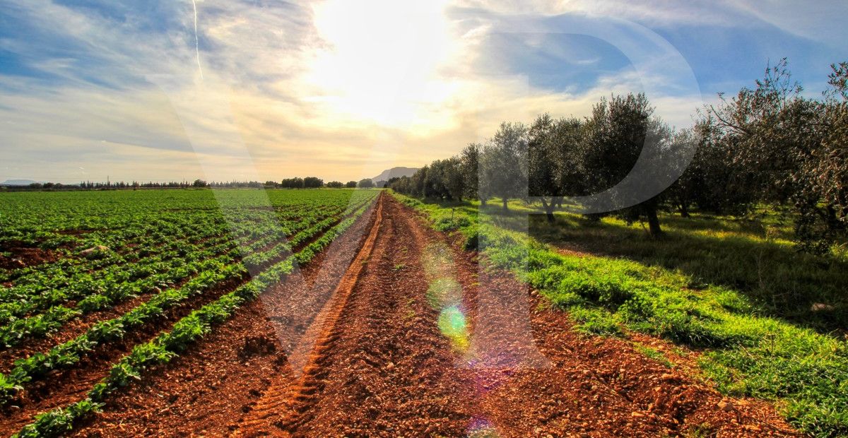 Investition, schöne Finca von fast 11,5 ha. gut gelegen nur 3 km von Búger in Sa Pobla