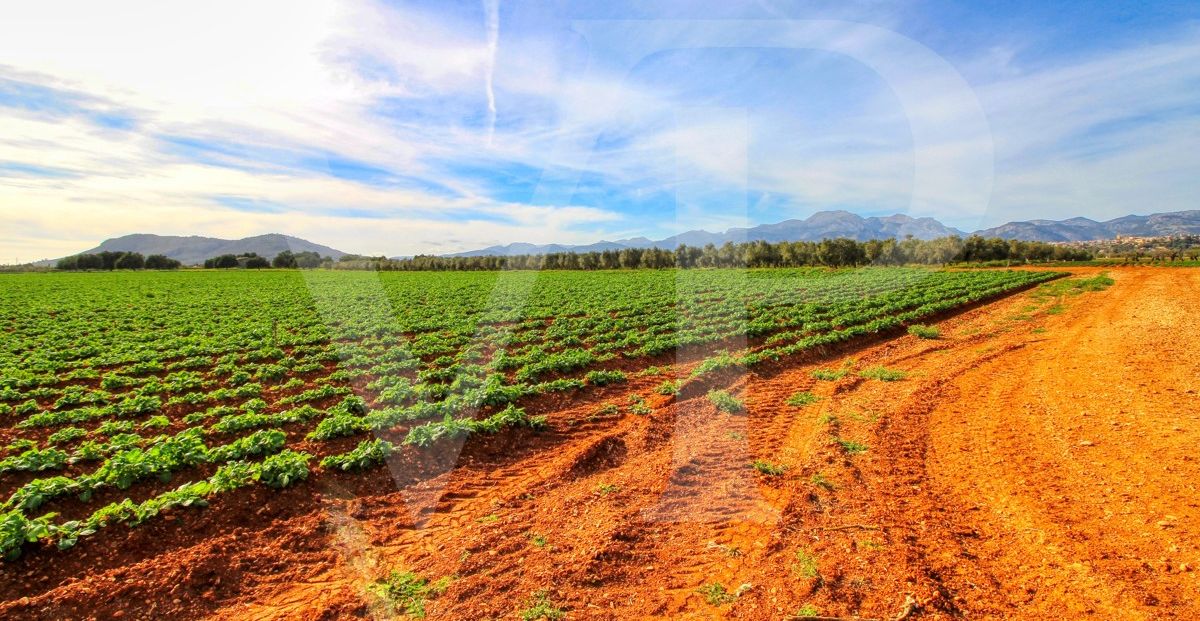 Investition, schöne Finca von fast 11,5 ha. gut gelegen nur 3 km von Búger in Sa Pobla