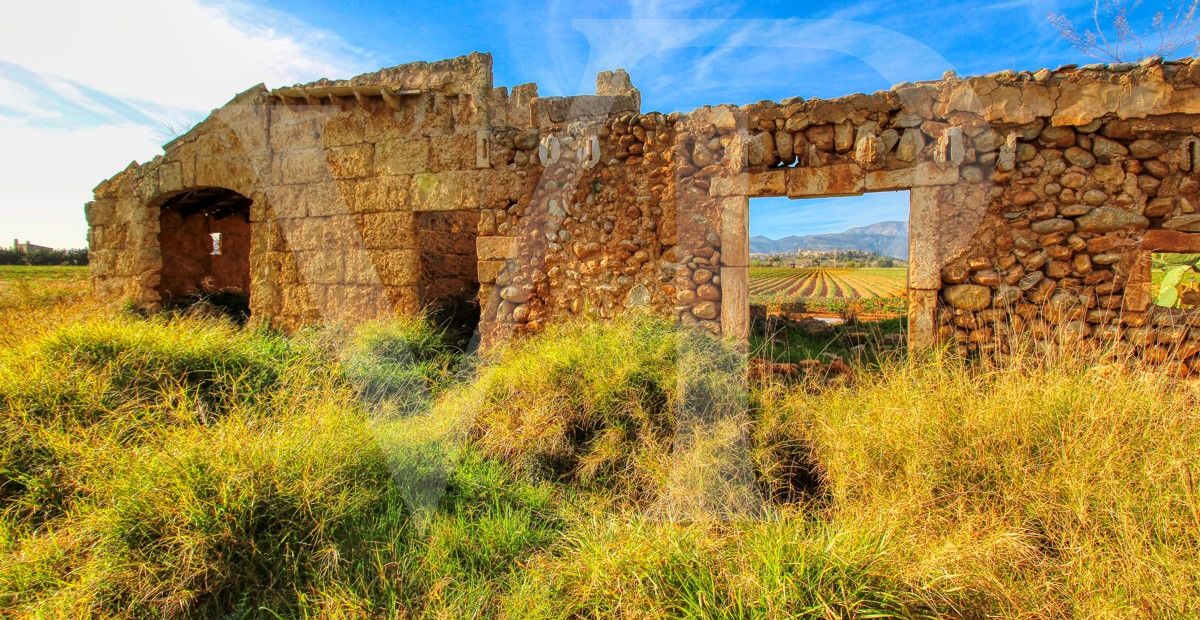 Investition, schöne Finca von fast 11,5 ha. gut gelegen nur 3 km von Búger in Sa Pobla