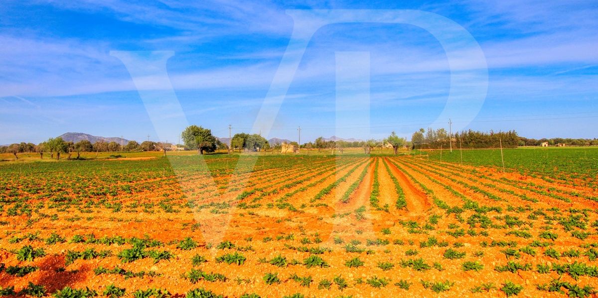 Investition, schöne Finca von fast 11,5 ha. gut gelegen nur 3 km von Búger in Sa Pobla