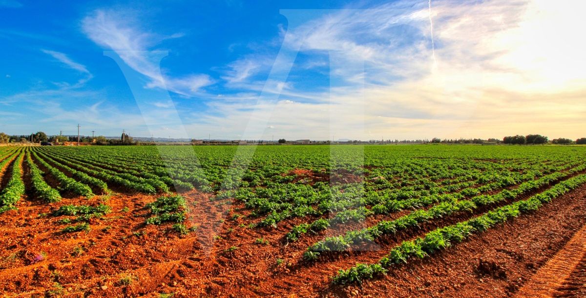 Investition, schöne Finca von fast 11,5 ha. gut gelegen nur 3 km von Búger in Sa Pobla