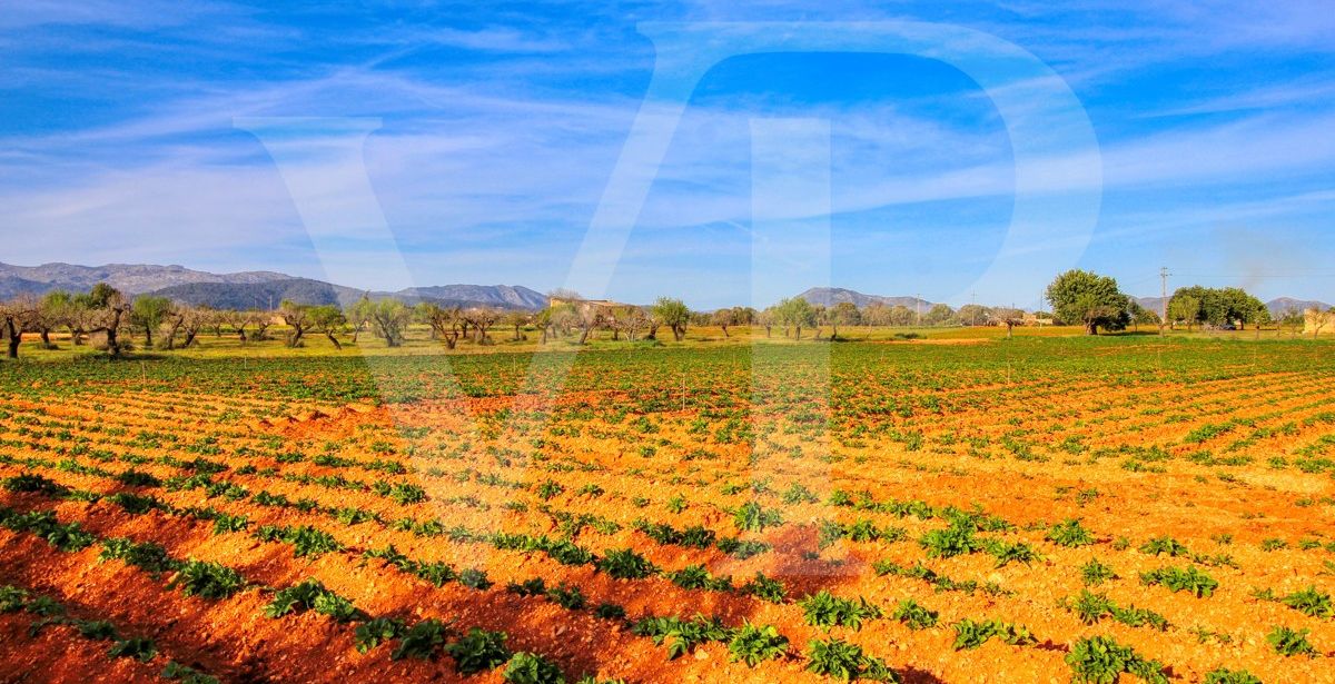 Investition, schöne Finca von fast 11,5 ha. gut gelegen nur 3 km von Búger in Sa Pobla