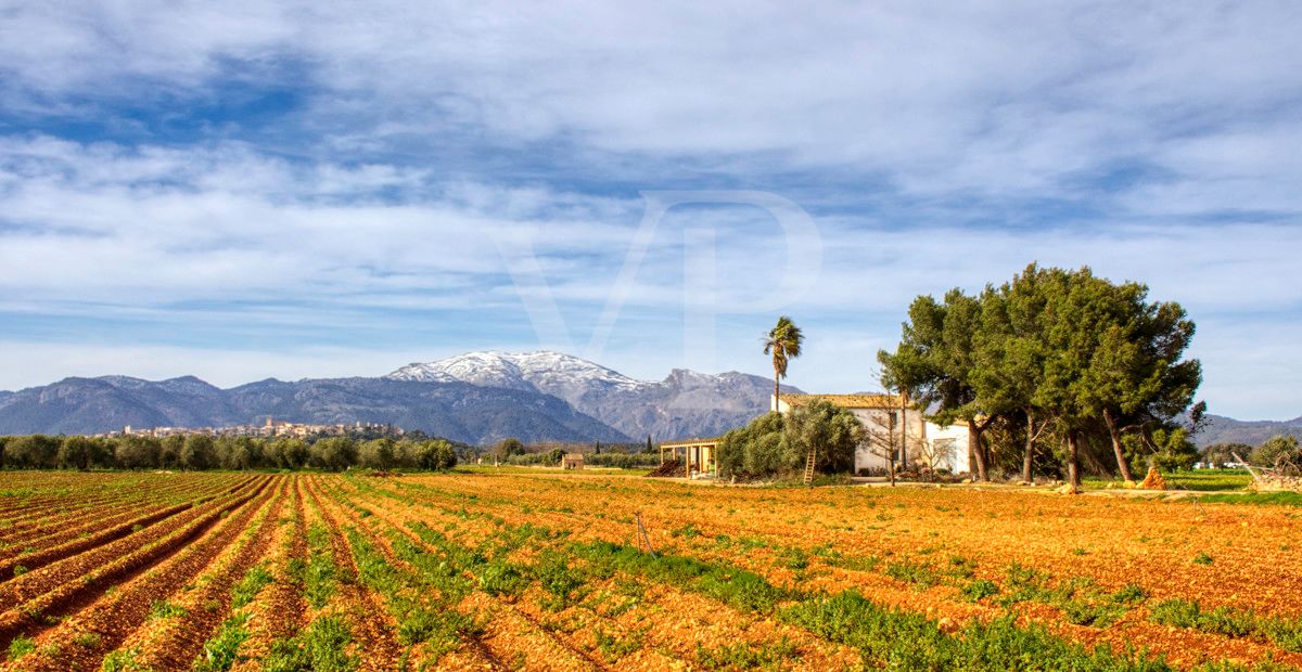 Investition, schöne Finca von fast 11,5 ha. gut gelegen nur 3 km von Búger in Sa Pobla