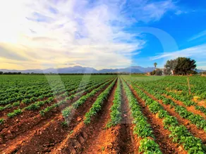 Inversión, preciosa finca de casi 11,5 ha. bien situada a tan solo 3 kilómetros de Búger en Sa Pobla