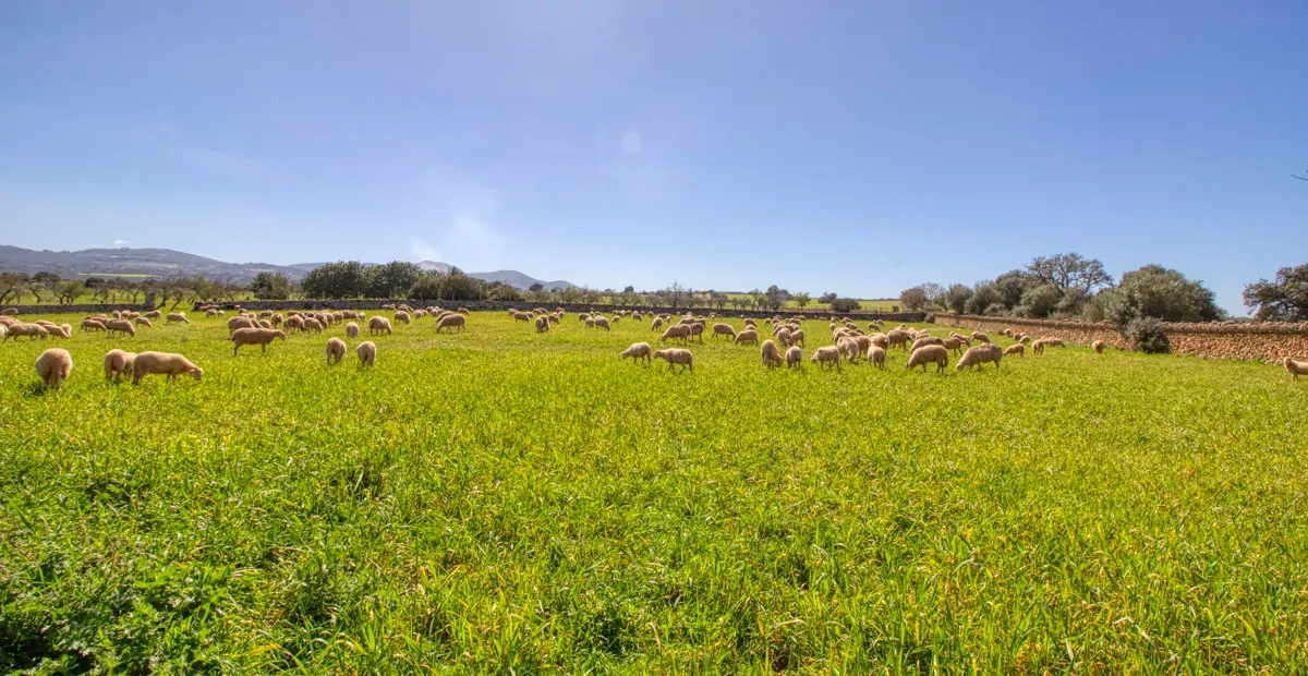Historisches-Herrenhaus-mit-Seeblick-und-Bergen-bei-Son-Serra-Mari
