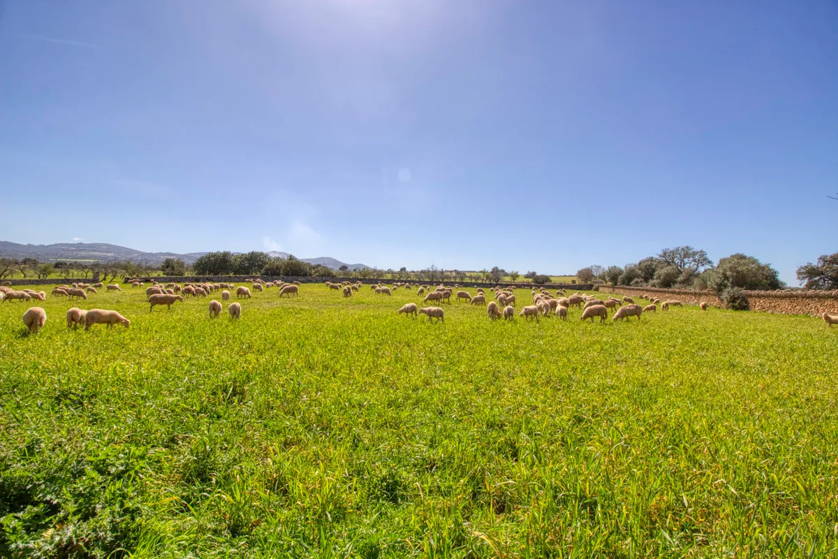 Historic-mansion-with-sea-views-and-mountains-near-Son-Serra-Mari