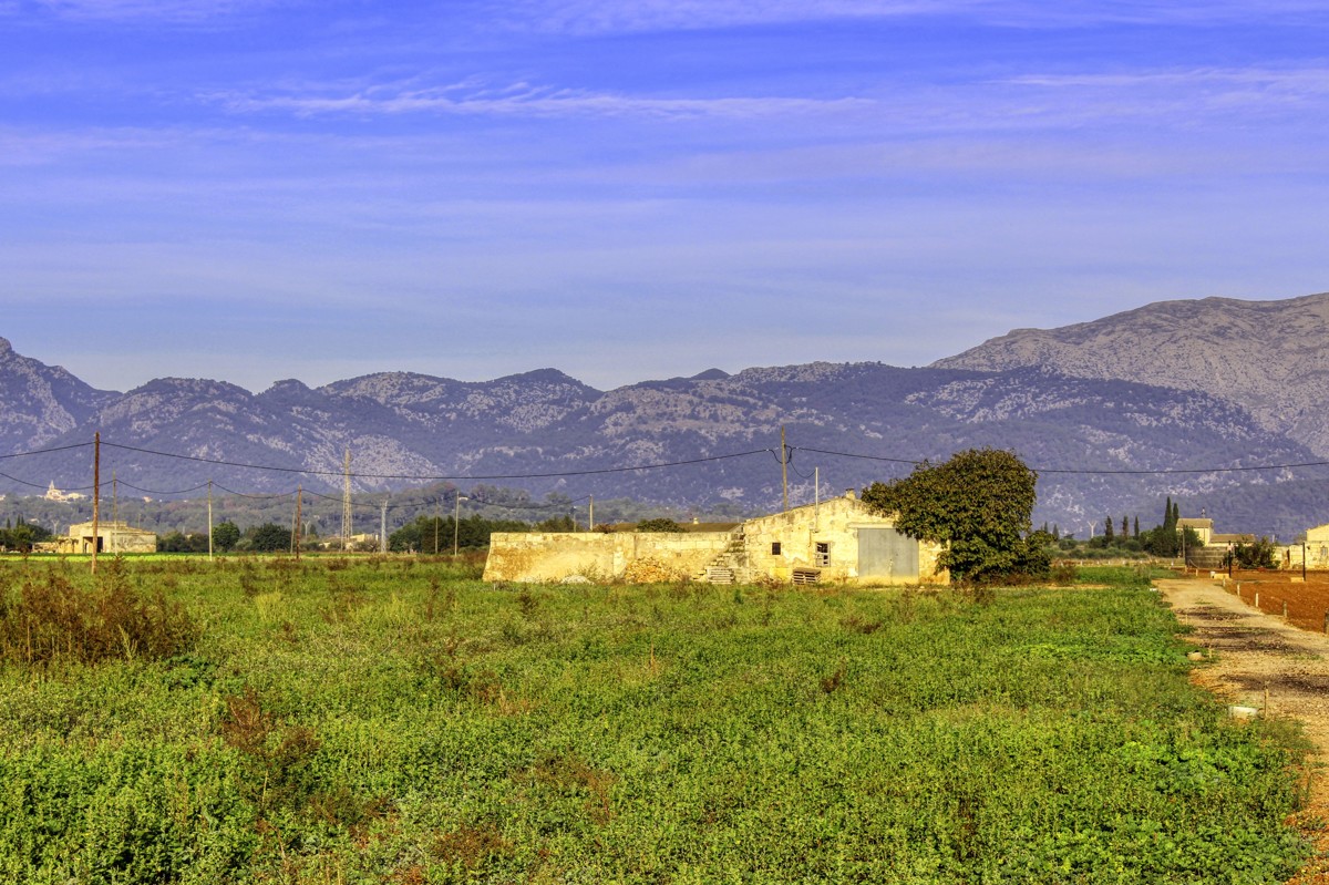 Gran-parcela-con-electricidad-y-agua-para-construir-en-Sa-Pobla-Mallorca
