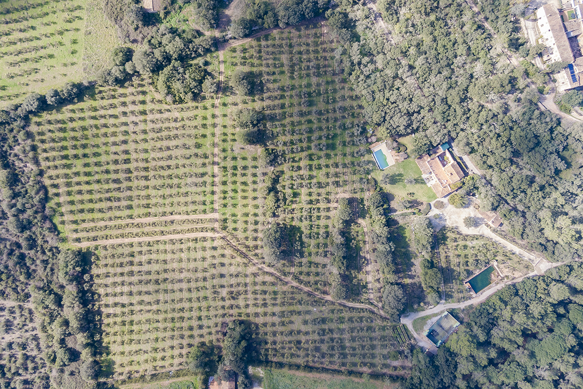 Finca-with-oil-production-holiday-license-and-precious-view-Esporlas-Mallorca