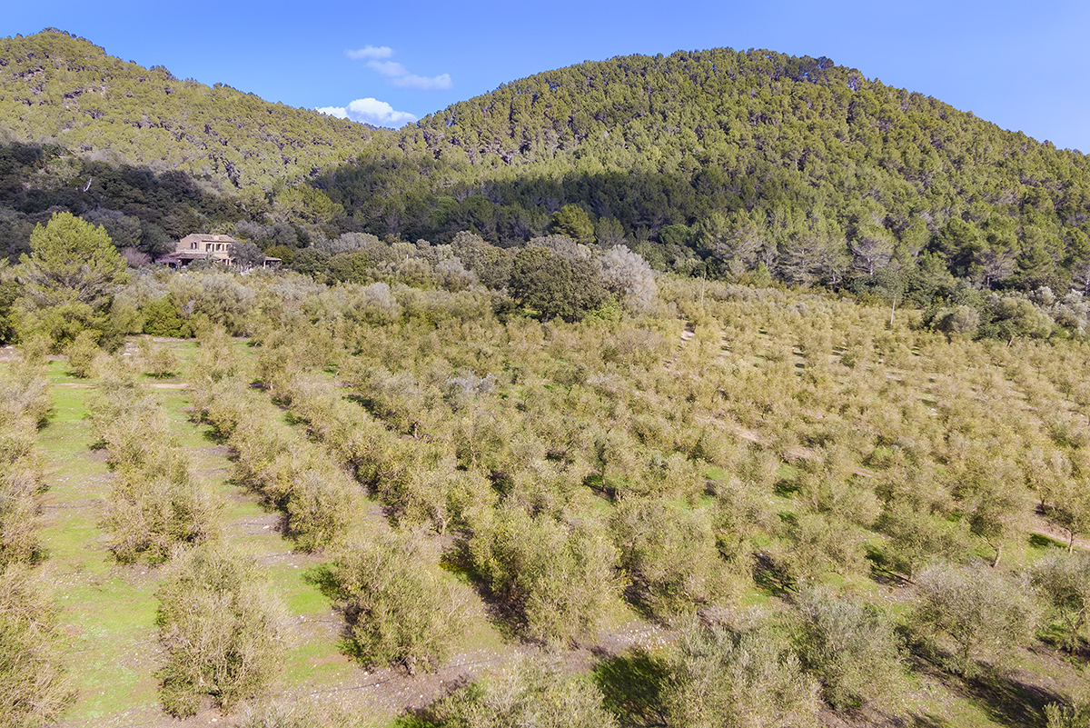 Finca-with-oil-production-holiday-license-and-precious-view-Esporlas-Mallorca