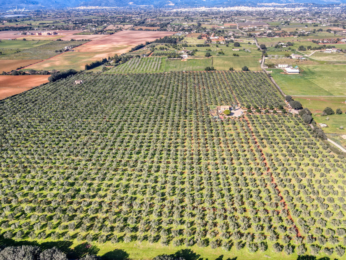 Finca-con-olivar-producción-de-aceite-licencia-vacacional-Sencelles-Mallorca
