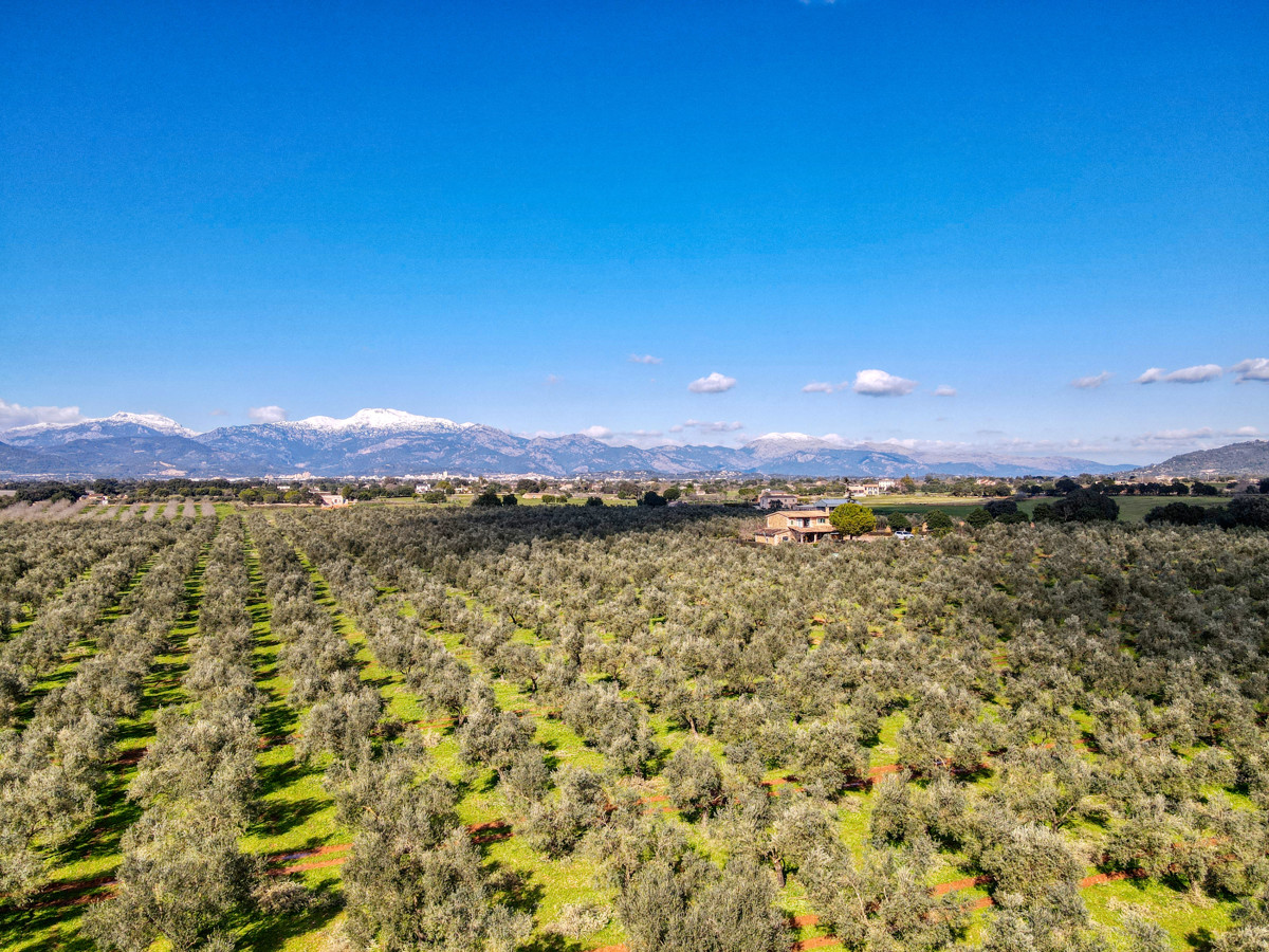 Finca-con-olivar-producción-de-aceite-licencia-vacacional-Sencelles-Mallorca