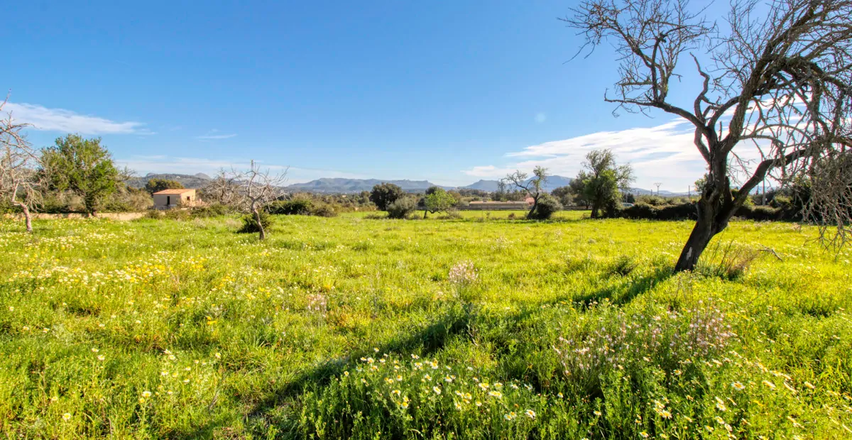Zu-verkaufen-rustikales-Grundstück-mit-Projekt-für-ein-haus-mit-schwimmbad-guter-lage-von-Artá