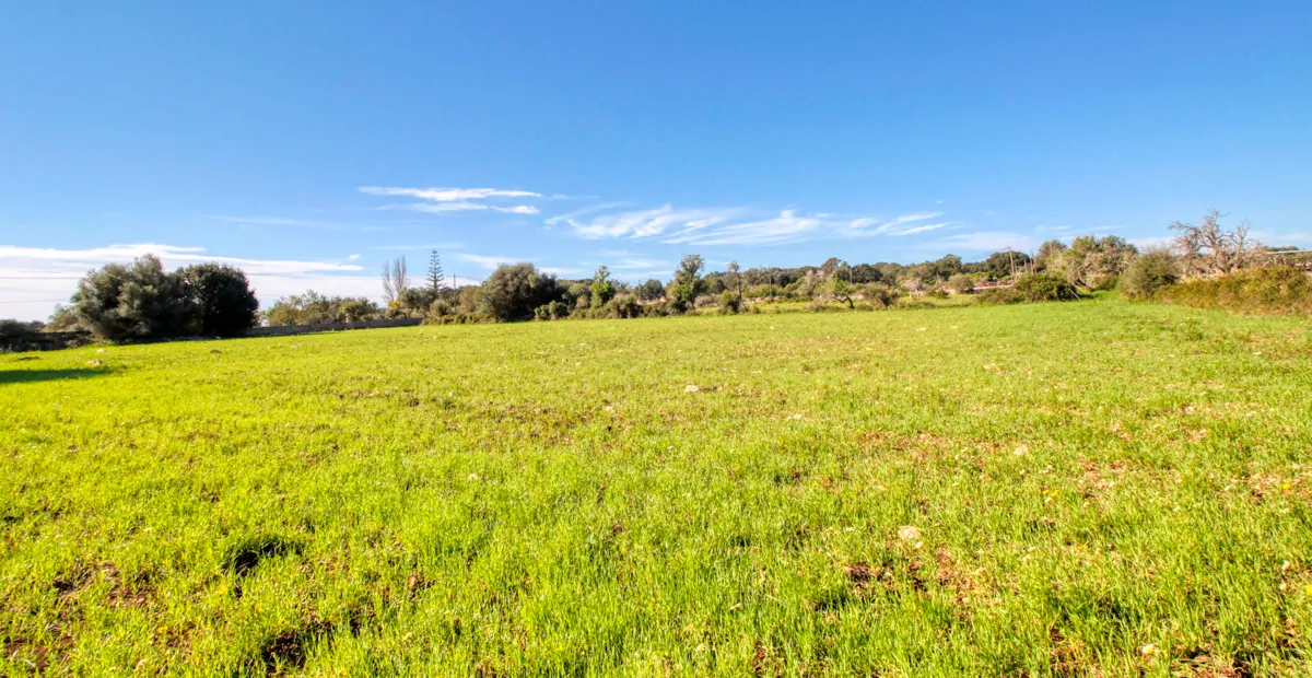 Zu-verkaufen-rustikales-Grundstück-mit-Projekt-für-ein-haus-mit-schwimmbad-guter-lage-von-Artá