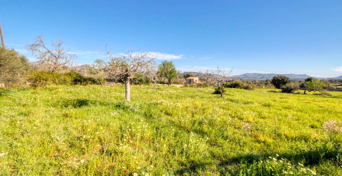 Zu-verkaufen-rustikales-Grundstück-mit-Projekt-für-ein-haus-mit-schwimmbad-guter-lage-von-Artá