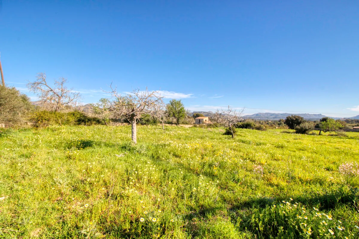 For-sale-rustic-plot-with-project-for-a-hause-with-pool-in-good-area-of-Artá