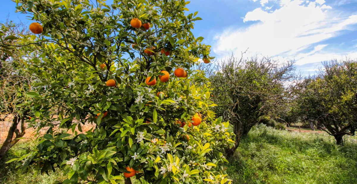 Zu-verkaufen-schönes-traditionelles-Haus-auf-dem-Lande-zu-renovieren-in-San-Lorenzo-de- Cardassar