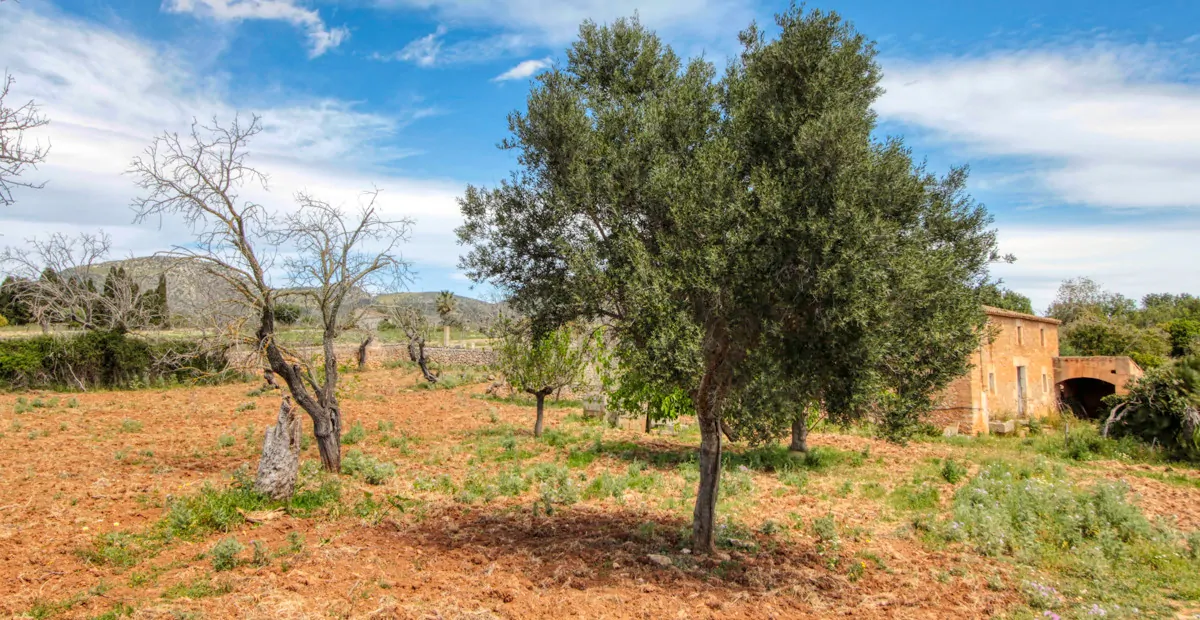 Zu-verkaufen-schönes-traditionelles-Haus-auf-dem-Lande-zu-renovieren-in-San-Lorenzo-de- Cardassar