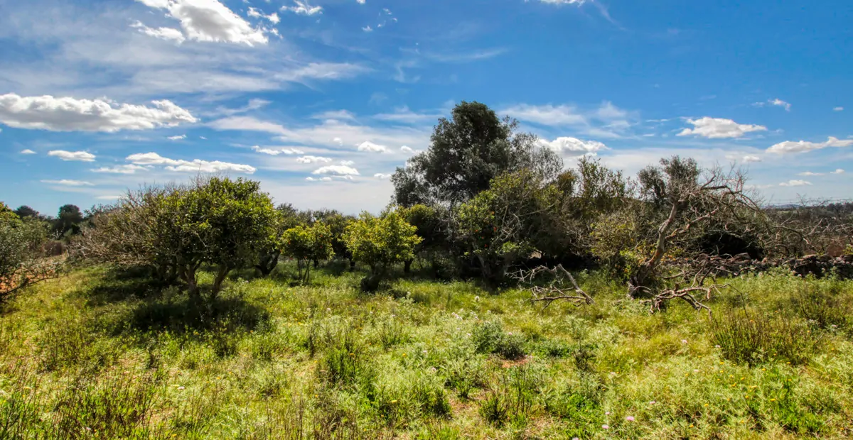 Zu-verkaufen-schönes-traditionelles-Haus-auf-dem-Lande-zu-renovieren-in-San-Lorenzo-de- Cardassar