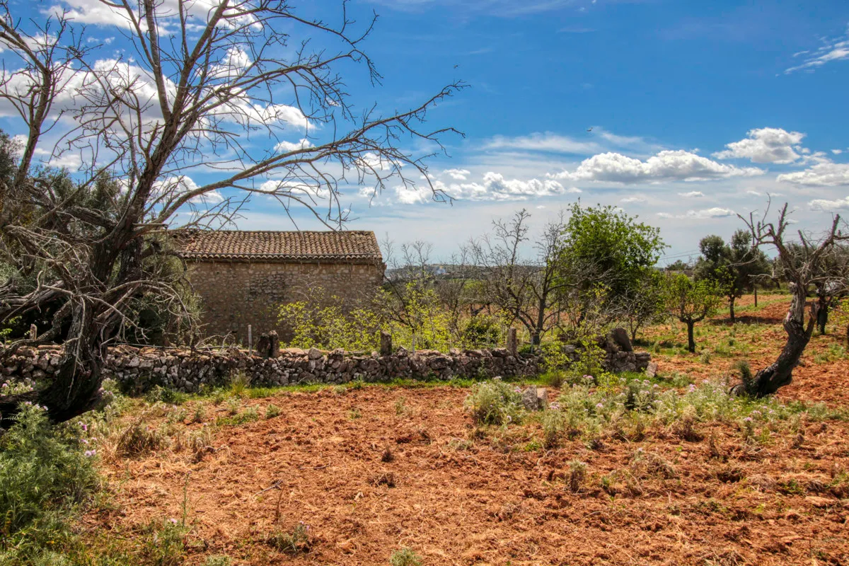 En-venta-preciosa-casa-tradicional-en-el-campo-para-reformar-en-San-Lorenzo-de-Cardassar