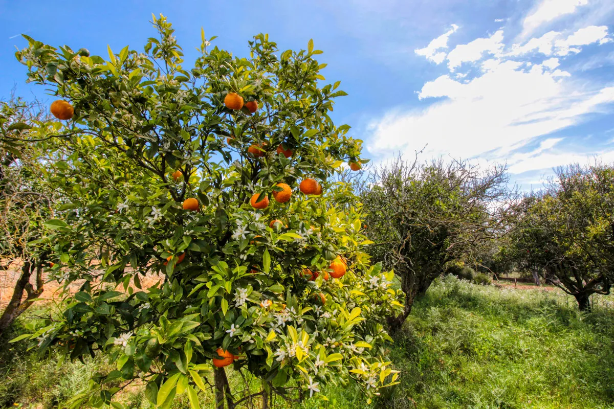 En-venta-preciosa-casa-tradicional-en-el-campo-para-reformar-en-San-Lorenzo-de-Cardassar