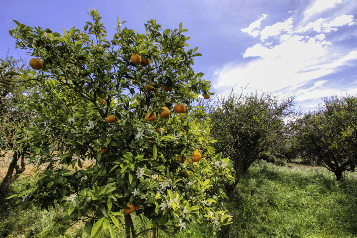 En-venta-preciosa-casa-tradicional-en-el-campo-para-reformar-en-San-Lorenzo-de-Cardassar