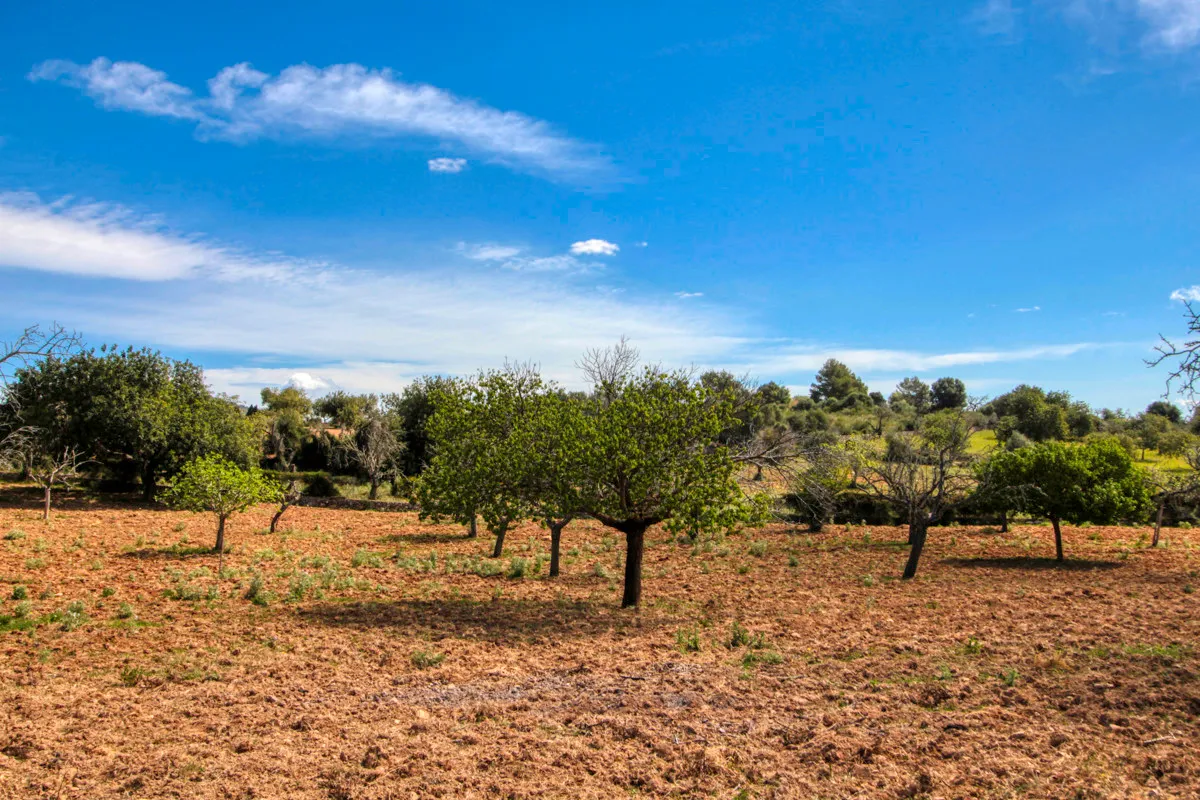 En-venta-preciosa-casa-tradicional-en-el-campo-para-reformar-en-San-Lorenzo-de-Cardassar