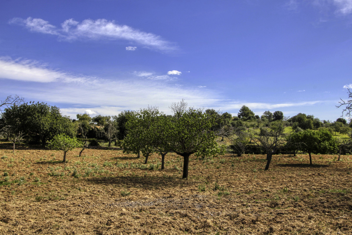 En-venta-preciosa-casa-tradicional-en-el-campo-para-reformar-en-San-Lorenzo-de-Cardassar