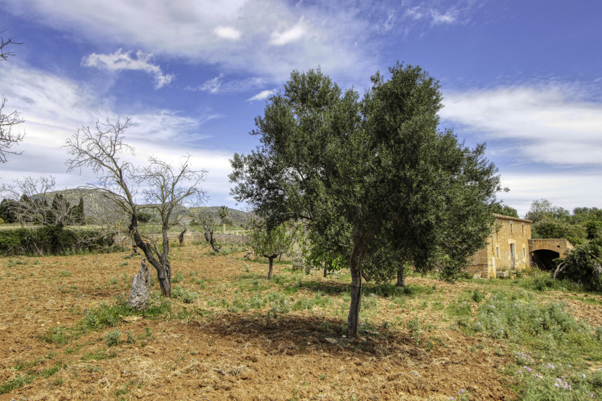 En-venta-preciosa-casa-tradicional-en-el-campo-para-reformar-en-San-Lorenzo-de-Cardassar