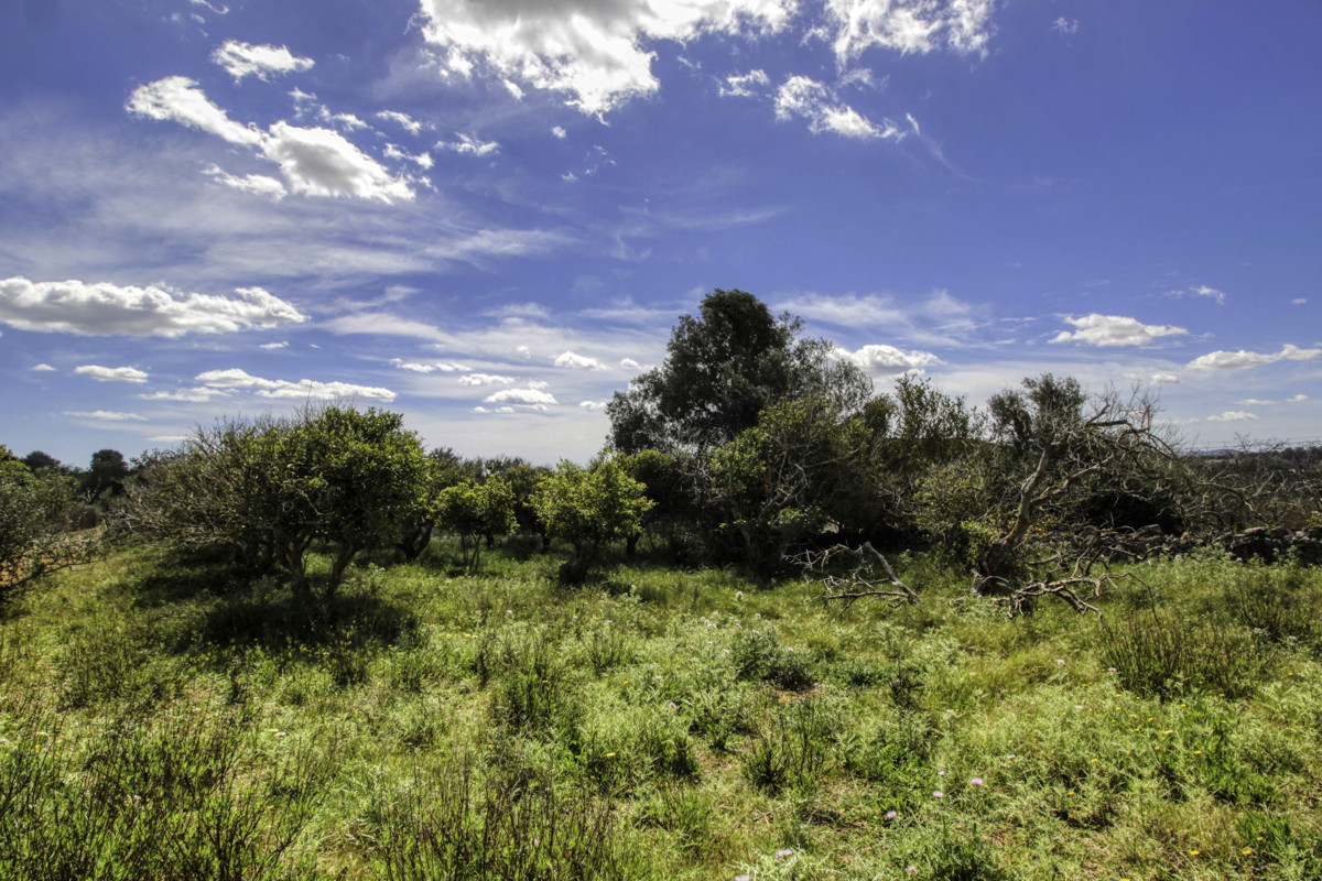 En-venta-preciosa-casa-tradicional-en-el-campo-para-reformar-en-San-Lorenzo-de-Cardassar