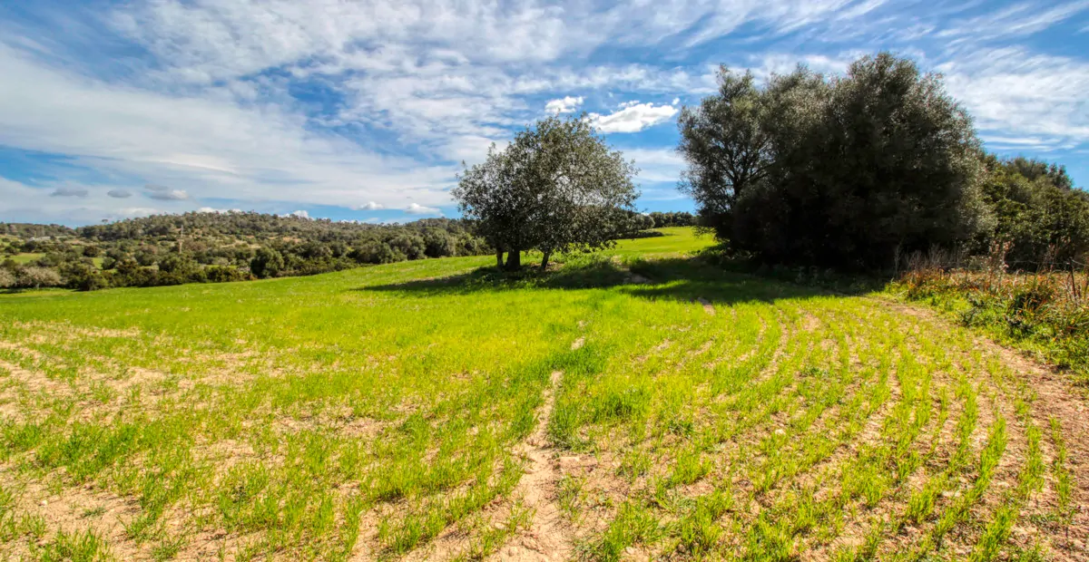Zu-verkaufen-großes-Anwesen-von-mehr-als-36-Hektar-ehemaliger-Besitz-in-Sant LLorenç