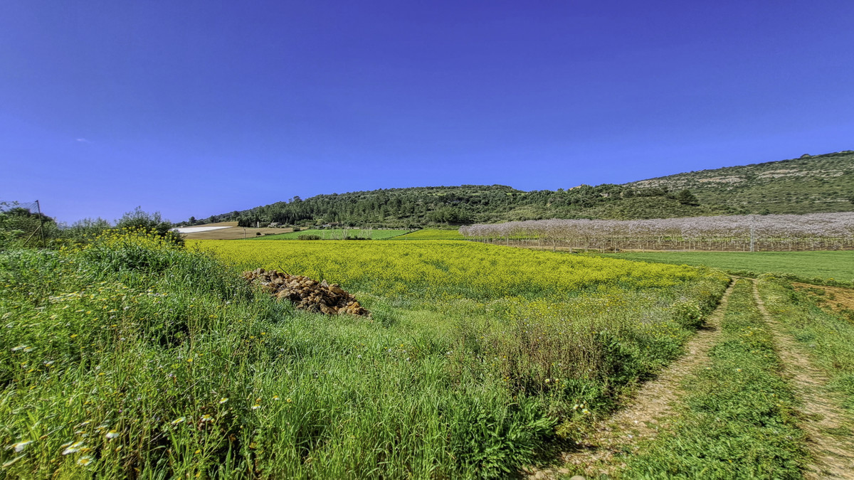 Zu-verkaufen-große-Finca-von-11-Hektar-mit-eigenem-Wasser-gut-und-Strom-in-der-Nähe-von-Manacor