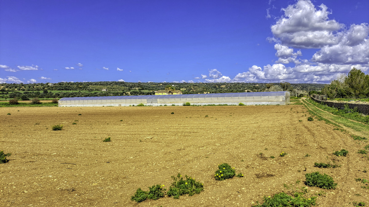 En-venta-gran-finca-con-casa-tradicional-posibilidad-de-reformar-y-construir-piscina-en-Manacor