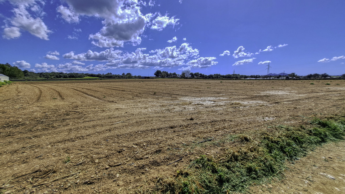 En-venta-gran-finca-con-casa-tradicional-posibilidad-de-reformar-y-construir-piscina-en-Manacor