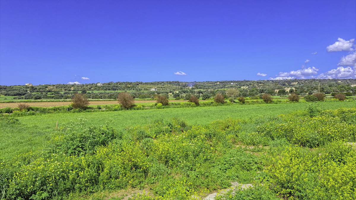 En-venta-gran-finca-con-casa-tradicional-posibilidad-de-reformar-y-construir-piscina-en-Manacor